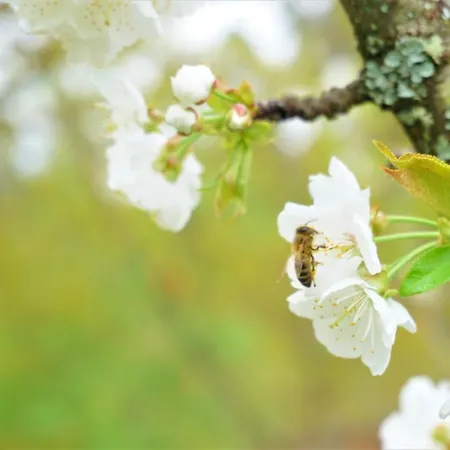 Quinta Do Bento 4* ויירה דו מיניו