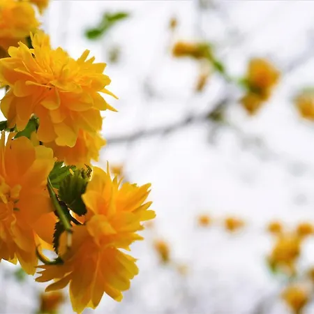 Quinta Do Bento Affittacamere