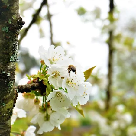 Quinta Do Bento בית הארחה 4*