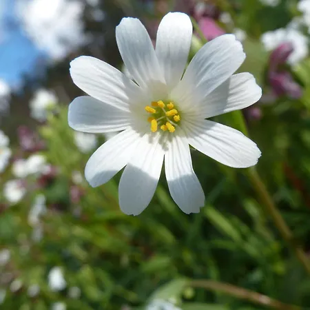 Quinta Do Bento Konukevi 4*