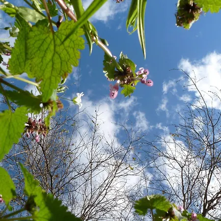 בית הארחה Quinta Do Bento 4*