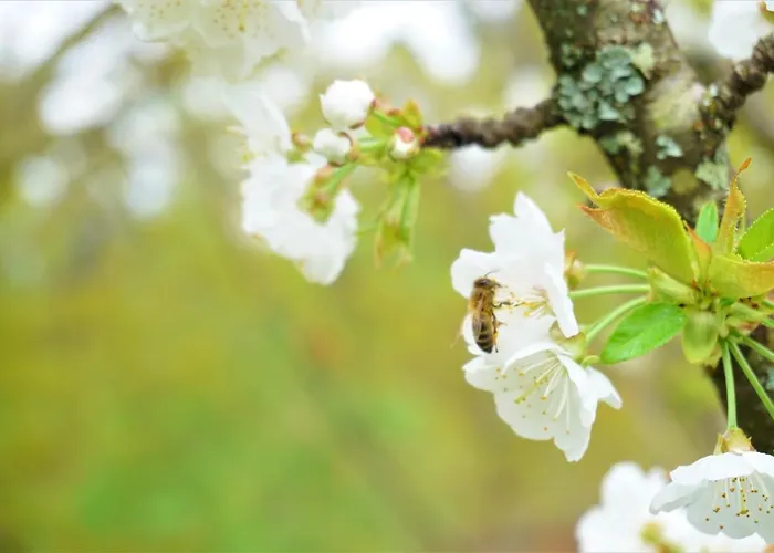 Quinta Do Bento 4* Vieira do Minho