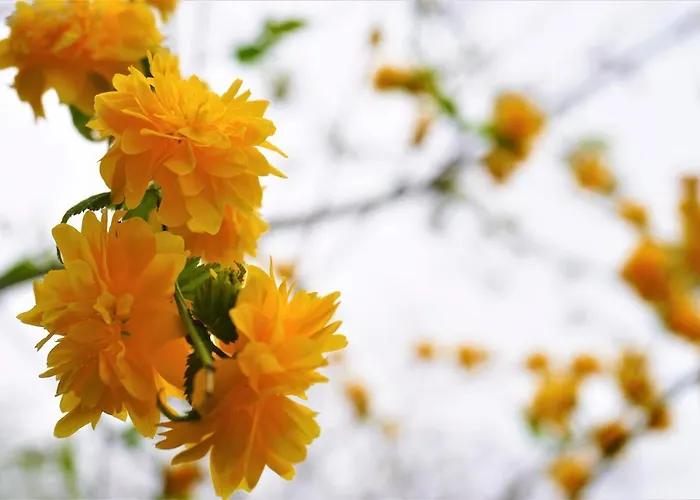 Quinta Do Bento Pensión