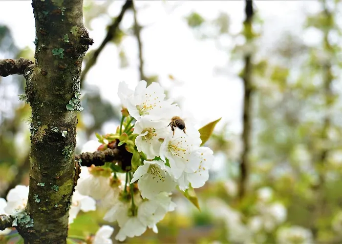 Quinta Do Bento Pensión 4*