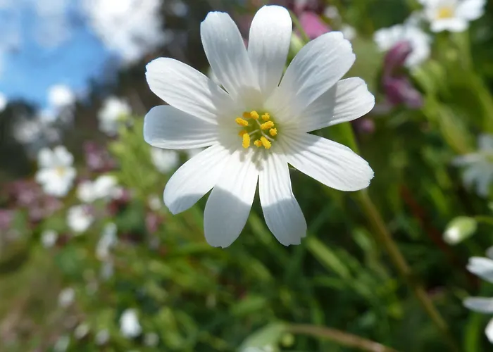 Quinta Do Bento بيت ضيافة 4*